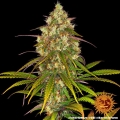 Liberty Haze