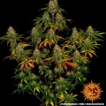 Liberty Haze