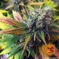 Liberty Haze