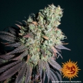 Liberty Haze