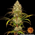 Liberty Haze