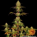 Liberty Haze