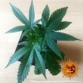 Liberty Haze