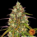 Liberty Haze