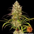 Liberty Haze