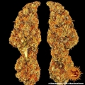 Liberty Haze