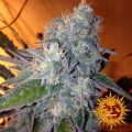 Liberty Haze