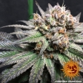 Liberty Haze