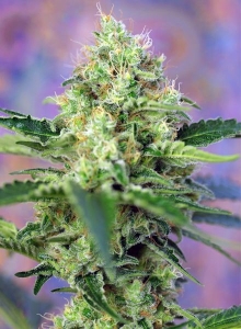 Crystal Candy Hanfsamen