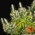 Dr Grinspoon