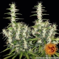 Dr Grinspoon