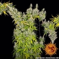 Dr Grinspoon