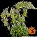 Dr Grinspoon