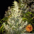 Dr Grinspoon