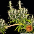 Dr Grinspoon