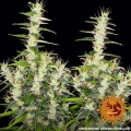 Dr Grinspoon