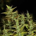 Dr Grinspoon