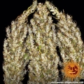 Dr Grinspoon