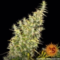 Dr Grinspoon