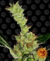 Dr Grinspoon