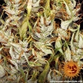 Dr Grinspoon