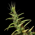 Dr Grinspoon