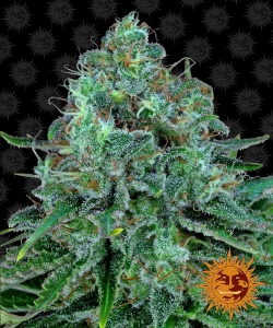 Critical Kush Hanfsamen