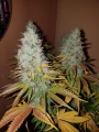 Cookies Kush