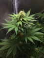Cookies Kush