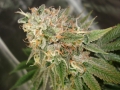 Cookies Kush