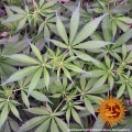 CBD Critical Cure