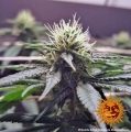 CBD Critical Cure
