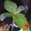 CBD Critical Cure