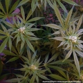 CBD Critical Cure