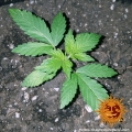 CBD Critical Cure