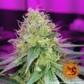 CBD Critical Cure