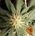 CBD Critical Cure