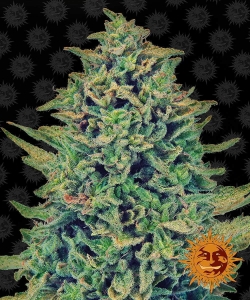 CBD Blue Shark Hanfsamen