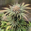 CBD Blue Shark