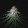 CBD Blue Shark
