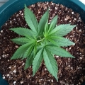 CBD Blue Shark