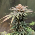 CBD Blue Shark