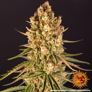 Blueberry Cheese Hanfsamen