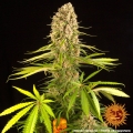 Blueberry Cheese