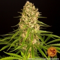 Blueberry Cheese