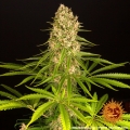 Blueberry Cheese