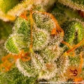 Blueberry Cheese