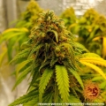 Blueberry Cheese