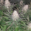 Blueberry Cheese