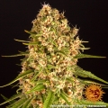 Blueberry Cheese
